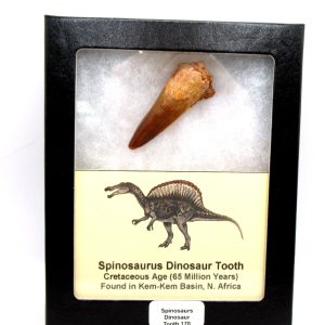 Genuine Cretaceous Age Spinosaurus Dinosaur Tooth Fossil for Sale from Morocco #170