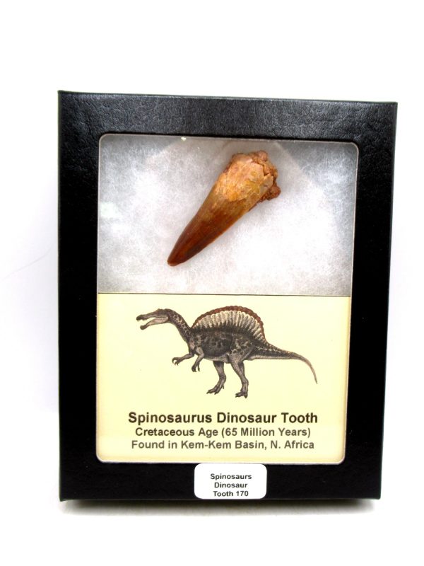Morocco Cretaceous Spinosaurus Dinosaur Tooth 170 | Fossils for Sale Genuine Cretaceous Age Spinosaurus Dinosaur Tooth Fossil for Sale from Morocco #170