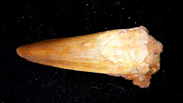 Morocco Cretaceous Spinosaurus Dinosaur Tooth 170a | Fossils for Sale Genuine Cretaceous Age Spinosaurus Dinosaur Tooth Fossil for Sale from Morocco #170a