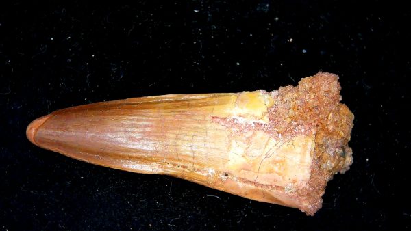 Morocco Cretaceous Spinosaurus Dinosaur Tooth 170b | Fossils for Sale Genuine Cretaceous Age Spinosaurus Dinosaur Tooth Fossil for Sale from Morocco #170b