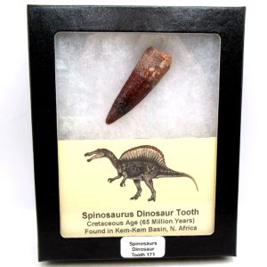 Genuine Cretaceous Age Spinosaurus Dinosaur Tooth Fossil for Sale from Morocco #171