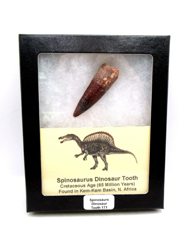Morocco Cretaceous Spinosaurus Dinosaur Tooth 171 | Fossils for Sale Genuine Cretaceous Age Spinosaurus Dinosaur Tooth Fossil for Sale from Morocco #171