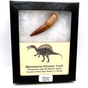 Genuine Cretaceous Age Spinosaurus Dinosaur Tooth Fossil for Sale from Morocco #172