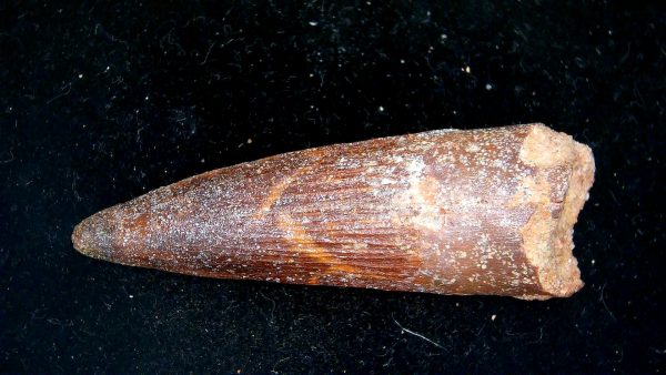 Morocco Cretaceous Spinosaurus Dinosaur Tooth 171a | Fossils for Sale Genuine Cretaceous Age Spinosaurus Dinosaur Tooth Fossil for Sale from Morocco #171a