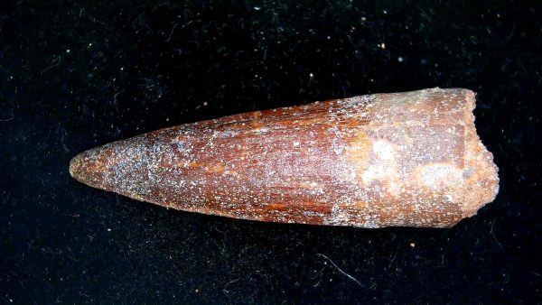 Morocco Cretaceous Spinosaurus Dinosaur Tooth 171b | Fossils for Sale Genuine Cretaceous Age Spinosaurus Dinosaur Tooth Fossil for Sale from Morocco #171b