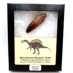 Genuine Cretaceous Age Spinosaurus Dinosaur Tooth Fossil for Sale from Morocco #173