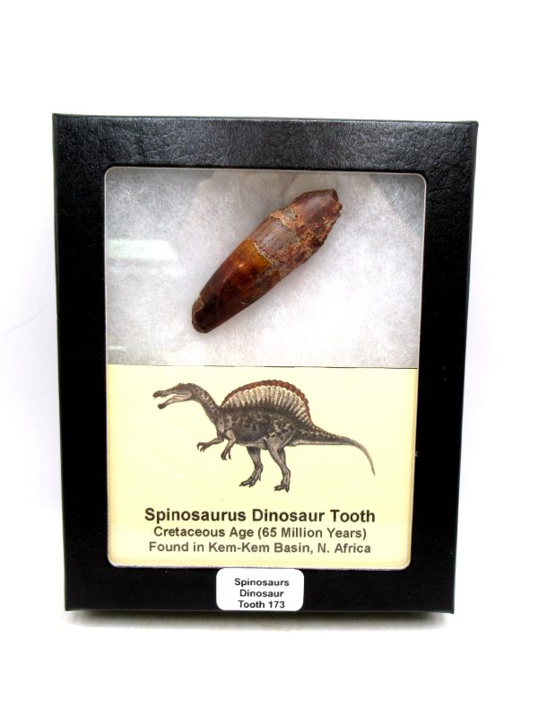 Morocco Cretaceous Spinosaurus Dinosaur Tooth 173 | Fossils for Sale Genuine Cretaceous Age Spinosaurus Dinosaur Tooth Fossil for Sale from Morocco #173