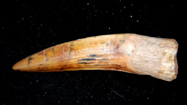 Morocco Cretaceous Spinosaurus Dinosaur Tooth 172a | Fossils for Sale Genuine Cretaceous Age Spinosaurus Dinosaur Tooth Fossil for Sale from Morocco #172a