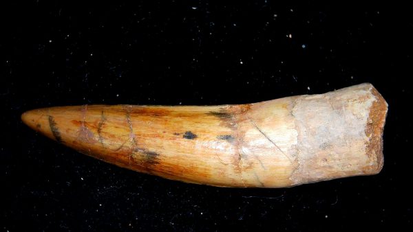 Morocco Cretaceous Spinosaurus Dinosaur Tooth 172b | Fossils for Sale Genuine Cretaceous Age Spinosaurus Dinosaur Tooth Fossil for Sale from Morocco #172b
