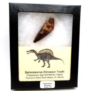Genuine Cretaceous Age Spinosaurus Dinosaur Tooth Fossil for Sale from Morocco #174