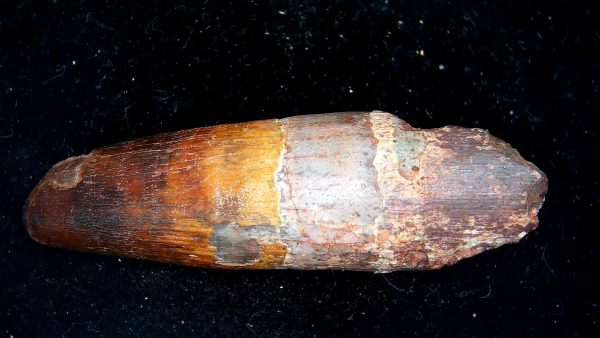 Morocco Cretaceous Spinosaurus Dinosaur Tooth 173a | Fossils for Sale Genuine Cretaceous Age Spinosaurus Dinosaur Tooth Fossil for Sale from Morocco #173a