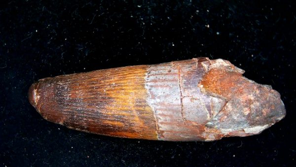 Morocco Cretaceous Spinosaurus Dinosaur Tooth 173b | Fossils for Sale Genuine Cretaceous Age Spinosaurus Dinosaur Tooth Fossil for Sale from Morocco #173b