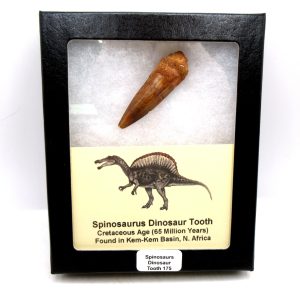 Genuine Cretaceous Age Spinosaurus Dinosaur Tooth Fossil for Sale from Morocco #175