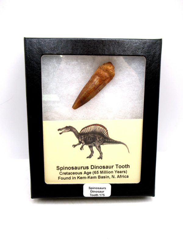 Morocco Cretaceous Spinosaurus Dinosaur Tooth 175 | Fossils for Sale Genuine Cretaceous Age Spinosaurus Dinosaur Tooth Fossil for Sale from Morocco #175