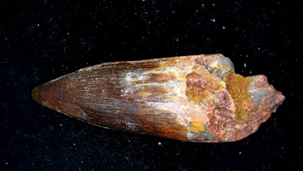Morocco Cretaceous Spinosaurus Dinosaur Tooth 174b | Fossils for Sale Genuine Cretaceous Age Spinosaurus Dinosaur Tooth Fossil for Sale from Morocco #174b