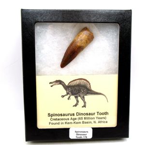 Genuine Cretaceous Age Spinosaurus Dinosaur Tooth Fossil for Sale from Morocco #176
