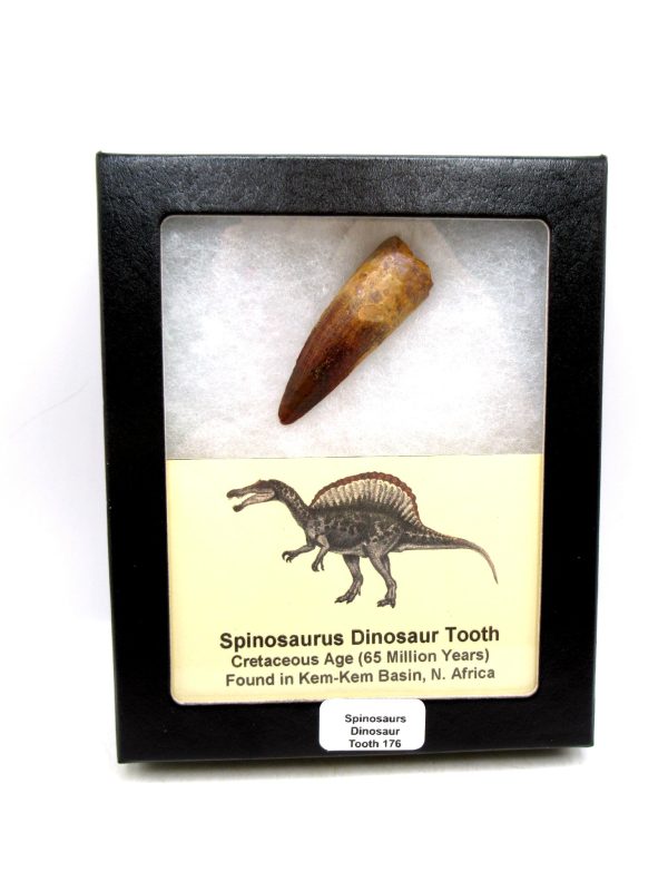 Morocco Cretaceous Spinosaurus Dinosaur Tooth 176 | Fossils for Sale Genuine Cretaceous Age Spinosaurus Dinosaur Tooth Fossil for Sale from Morocco #176