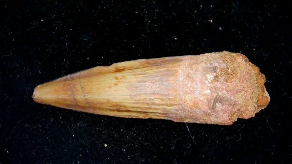 Morocco Cretaceous Spinosaurus Dinosaur Tooth 175a | Fossils for Sale Genuine Cretaceous Age Spinosaurus Dinosaur Tooth Fossil for Sale from Morocco #175a