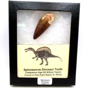 Genuine Cretaceous Age Spinosaurus Dinosaur Tooth Fossil for Sale from Morocco #177
