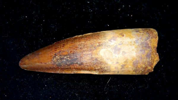 Morocco Cretaceous Spinosaurus Dinosaur Tooth 176a | Fossils for Sale Genuine Cretaceous Age Spinosaurus Dinosaur Tooth Fossil for Sale from Morocco #176a