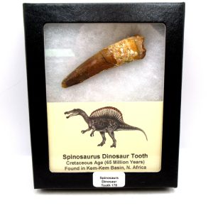 Genuine Cretaceous Age Spinosaurus Dinosaur Tooth Fossil for Sale from Morocco #178