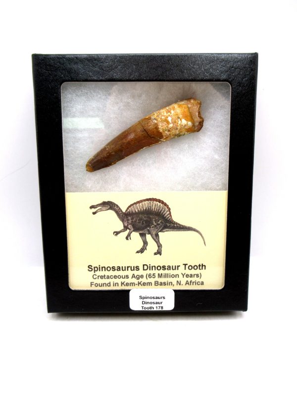 Morocco Cretaceous Spinosaurus Dinosaur Tooth 178 | Fossils for Sale Genuine Cretaceous Age Spinosaurus Dinosaur Tooth Fossil for Sale from Morocco #178