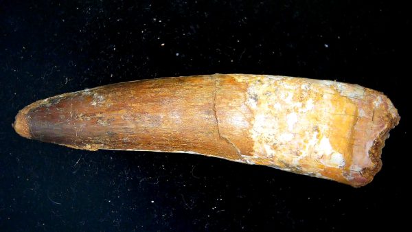 Morocco Cretaceous Spinosaurus Dinosaur Tooth 178a | Fossils for Sale Genuine Cretaceous Age Spinosaurus Dinosaur Tooth Fossil for Sale from Morocco #178a