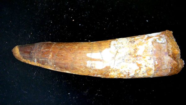 Morocco Cretaceous Spinosaurus Dinosaur Tooth 178b | Fossils for Sale Genuine Cretaceous Age Spinosaurus Dinosaur Tooth Fossil for Sale from Morocco #178b