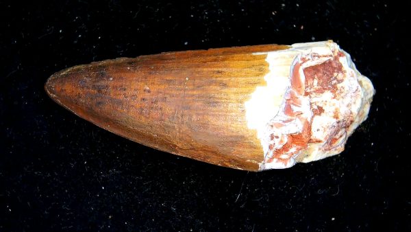 Morocco Cretaceous Spinosaurus Dinosaur Tooth 177b | Fossils for Sale Genuine Cretaceous Age Spinosaurus Dinosaur Tooth Fossil for Sale from Morocco #177b