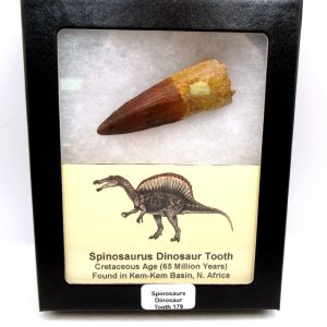 Genuine Cretaceous Age Spinosaurus Dinosaur Tooth Fossil for Sale from Morocco #179