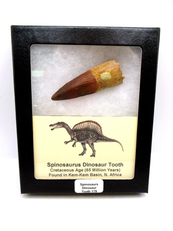 Morocco Cretaceous Spinosaurus Dinosaur Tooth 179 | Fossils for Sale Genuine Cretaceous Age Spinosaurus Dinosaur Tooth Fossil for Sale from Morocco #179