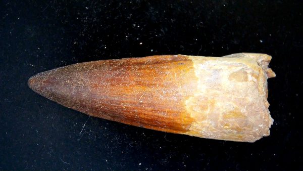 Morocco Cretaceous Spinosaurus Dinosaur Tooth 179a | Fossils for Sale Genuine Cretaceous Age Spinosaurus Dinosaur Tooth Fossil for Sale from Morocco #179a