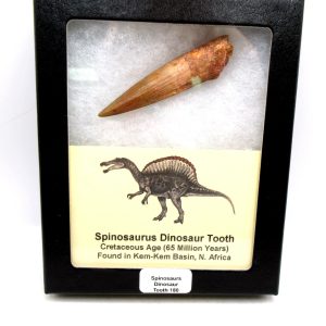 Genuine Cretaceous Age Spinosaurus Dinosaur Tooth Fossil for Sale from Morocco #180