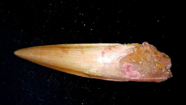 Morocco Cretaceous Spinosaurus Dinosaur Tooth 180b | Fossils for Sale Genuine Cretaceous Age Spinosaurus Dinosaur Tooth Fossil for Sale from Morocco #180b