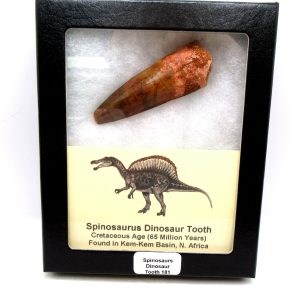 Genuine Cretaceous Age Spinosaurus Dinosaur Tooth Fossil for Sale from Morocco #181