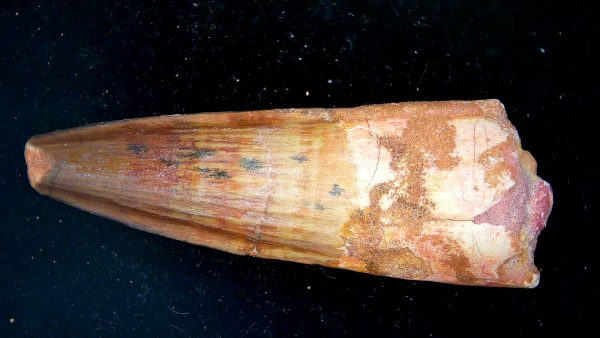 Morocco Cretaceous Spinosaurus Dinosaur Tooth 181b | Fossils for Sale Genuine Cretaceous Age Spinosaurus Dinosaur Tooth Fossil for Sale from Morocco #181b