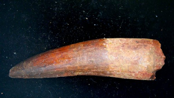 Morocco Cretaceous Spinosaurus Dinosaur Tooth 182a | Fossils for Sale Genuine Cretaceous Age Spinosaurus Dinosaur Tooth Fossil for Sale from Morocco #182a