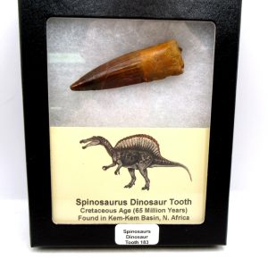 Genuine Cretaceous Age Spinosaurus Dinosaur Tooth Fossil for Sale from Morocco #183