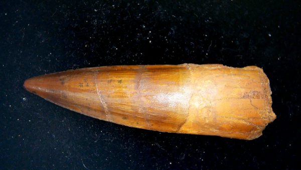 Morocco Cretaceous Spinosaurus Dinosaur Tooth 183a | Fossils for Sale Genuine Cretaceous Age Spinosaurus Dinosaur Tooth Fossil for Sale from Morocco #183a