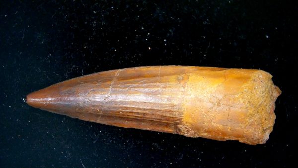 Morocco Cretaceous Spinosaurus Dinosaur Tooth 183b | Fossils for Sale Genuine Cretaceous Age Spinosaurus Dinosaur Tooth Fossil for Sale from Morocco #183b