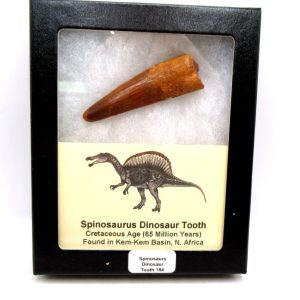 Genuine Cretaceous Age Spinosaurus Dinosaur Tooth Fossil for Sale from Morocco #184