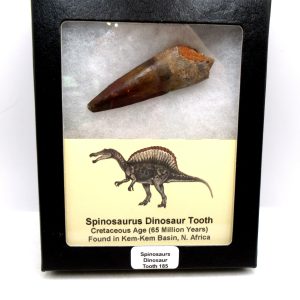 Genuine Cretaceous Age Spinosaurus Dinosaur Tooth Fossil for Sale from Morocco #185