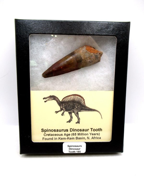 Morocco Cretaceous Spinosaurus Dinosaur Tooth 185 | Fossils for Sale Genuine Cretaceous Age Spinosaurus Dinosaur Tooth Fossil for Sale from Morocco #185