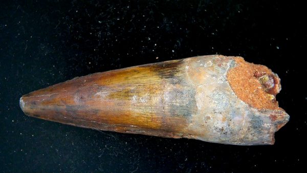 Morocco Cretaceous Spinosaurus Dinosaur Tooth 185a | Fossils for Sale Genuine Cretaceous Age Spinosaurus Dinosaur Tooth Fossil for Sale from Morocco #185a
