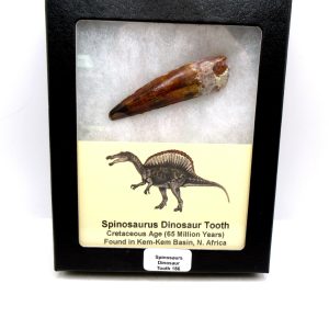 Genuine Cretaceous Age Spinosaurus Dinosaur Tooth Fossil for Sale from Morocco #186