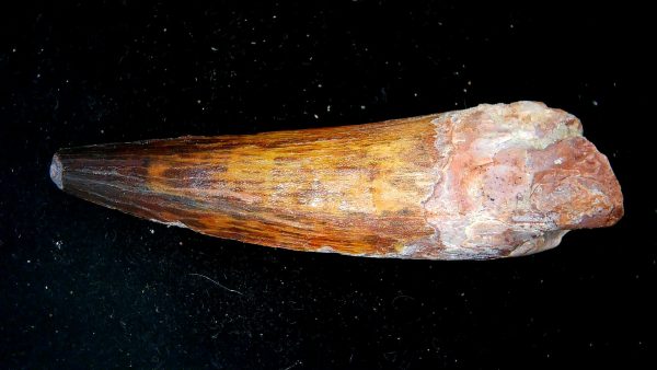 Morocco Cretaceous Spinosaurus Dinosaur Tooth 186b | Fossils for Sale Genuine Cretaceous Age Spinosaurus Dinosaur Tooth Fossil for Sale from Morocco #186b