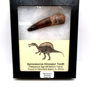 Genuine Cretaceous Age Spinosaurus Dinosaur Tooth Fossil for Sale from Morocco #187