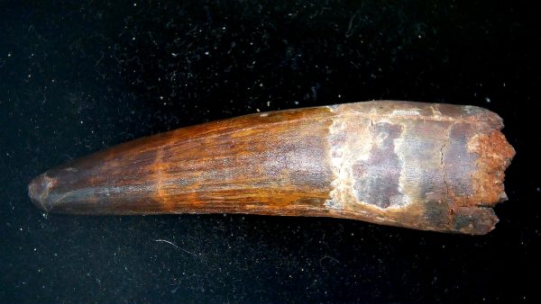 Morocco Cretaceous Spinosaurus Dinosaur Tooth 187a | Fossils for Sale Genuine Cretaceous Age Spinosaurus Dinosaur Tooth Fossil for Sale from Morocco #187a