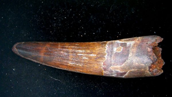 Morocco Cretaceous Spinosaurus Dinosaur Tooth 187b | Fossils for Sale Genuine Cretaceous Age Spinosaurus Dinosaur Tooth Fossil for Sale from Morocco #187b