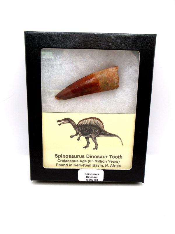 Morocco Cretaceous Spinosaurus Dinosaur Tooth 188 | Fossils for Sale Genuine Cretaceous Age Spinosaurus Dinosaur Tooth Fossil for Sale from Morocco #188